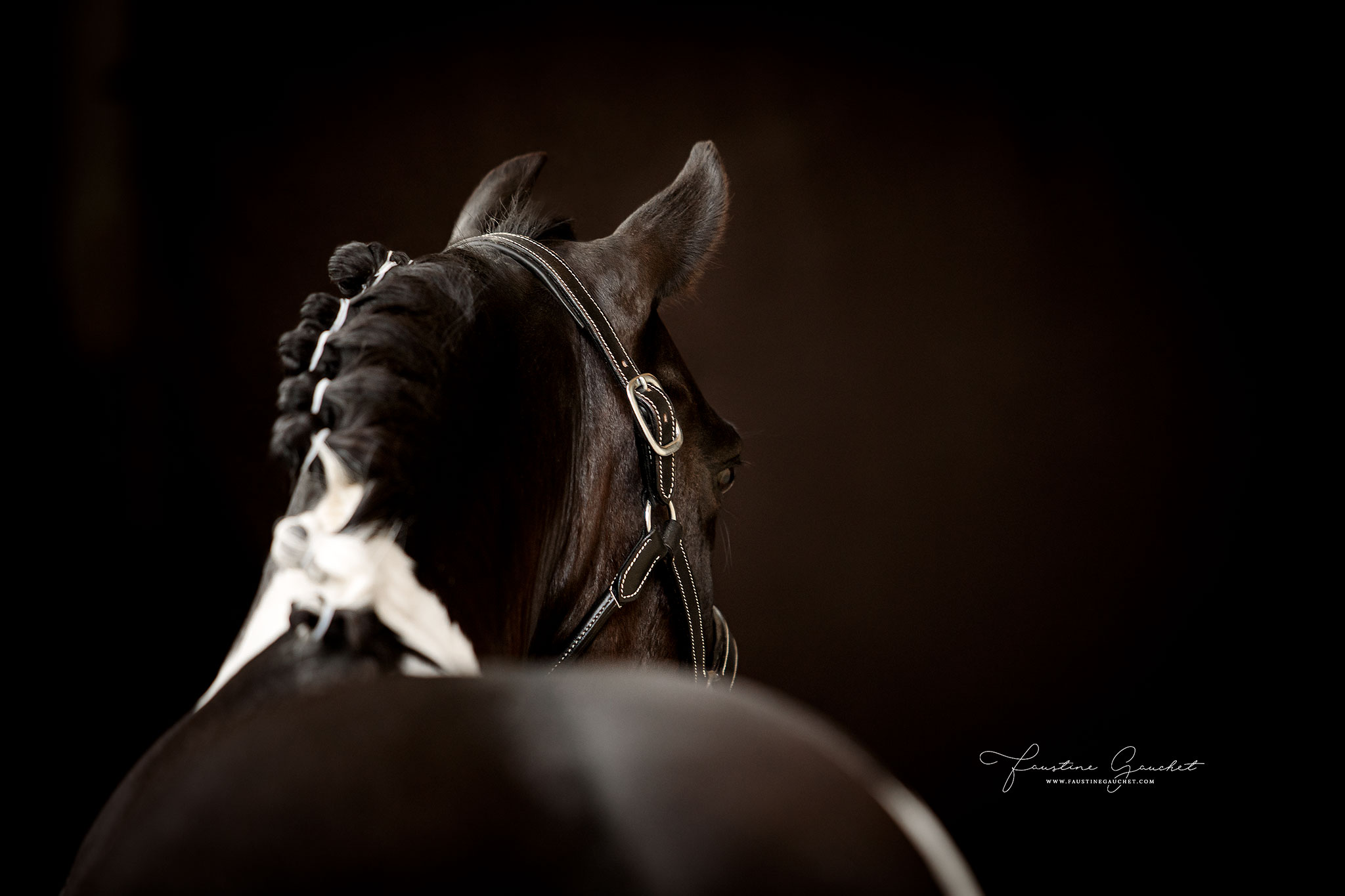 poney pie sur fond noir elevage de pommeriaz