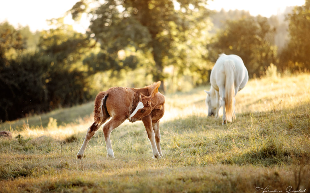 Reportage photo pour un élevage de chevaux