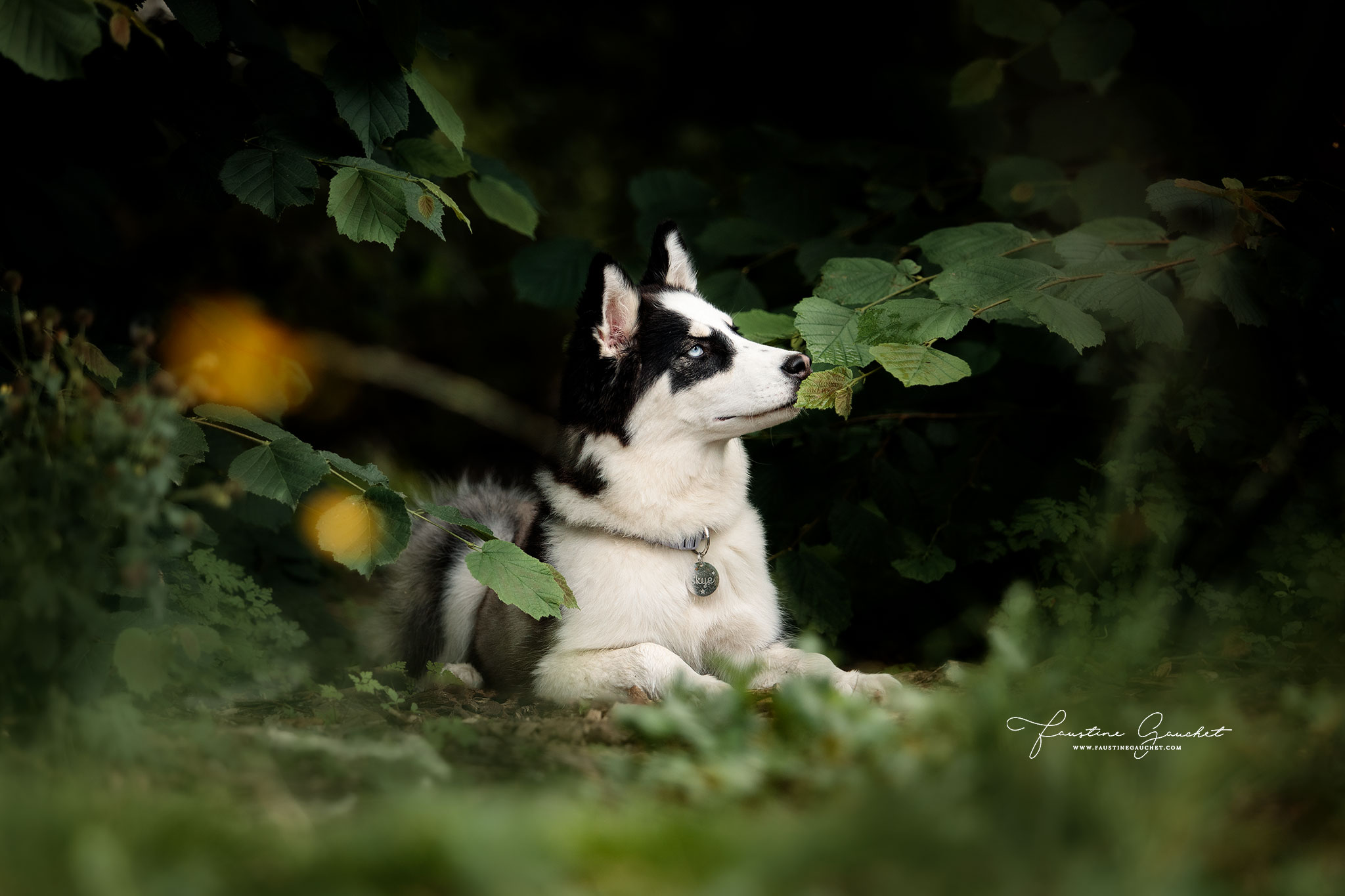 laika de iakoutie portrait de chien dans la nature