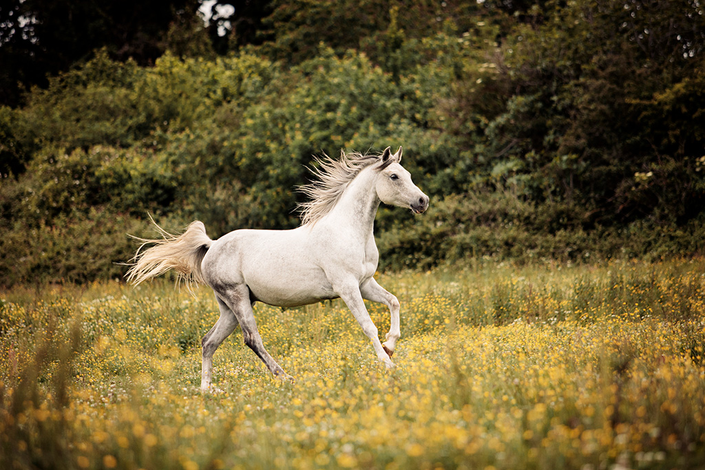 pur sang arabe gris au galop photo: Faustine Gauchet