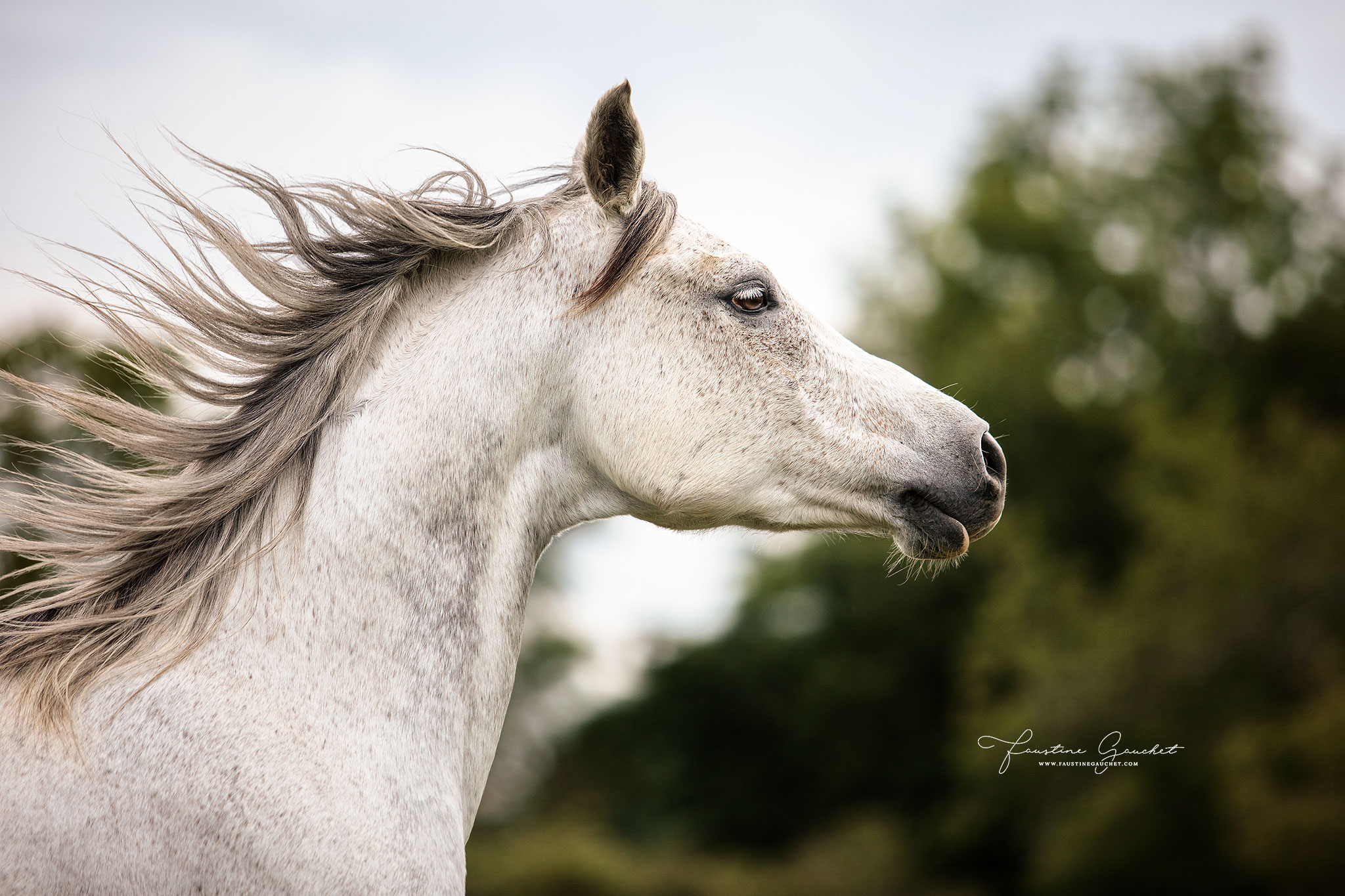 portrait pur sang arabe gris au galop cours de photographie équine faustine gauchet