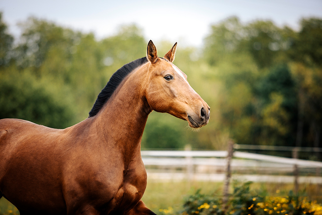 Cheval bai avec la crinière en brosse