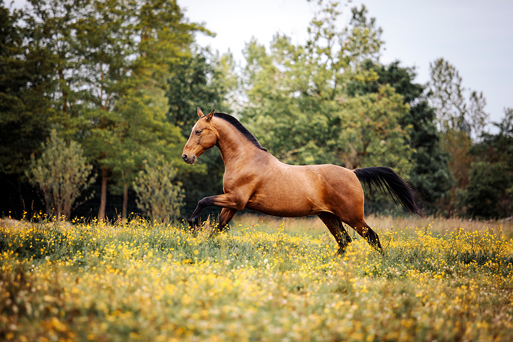 Cheval bai au galop dans un champ de fleurs jaunes