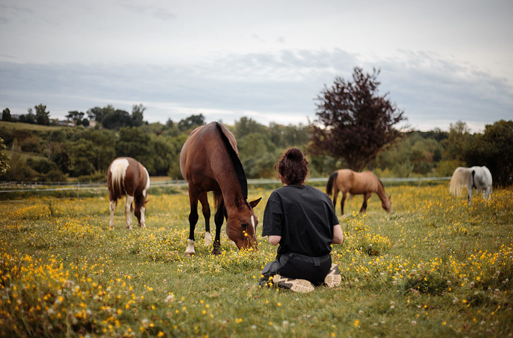 Coup d’oeil sur le premier Cours de Photographie Équine