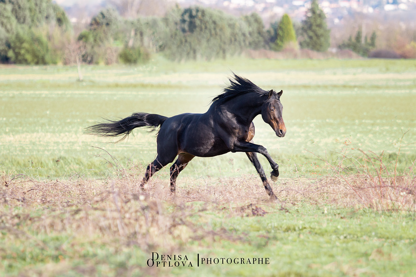 Etalon pur sang anglais au galop - rencontre photo - Denisa Optlova 