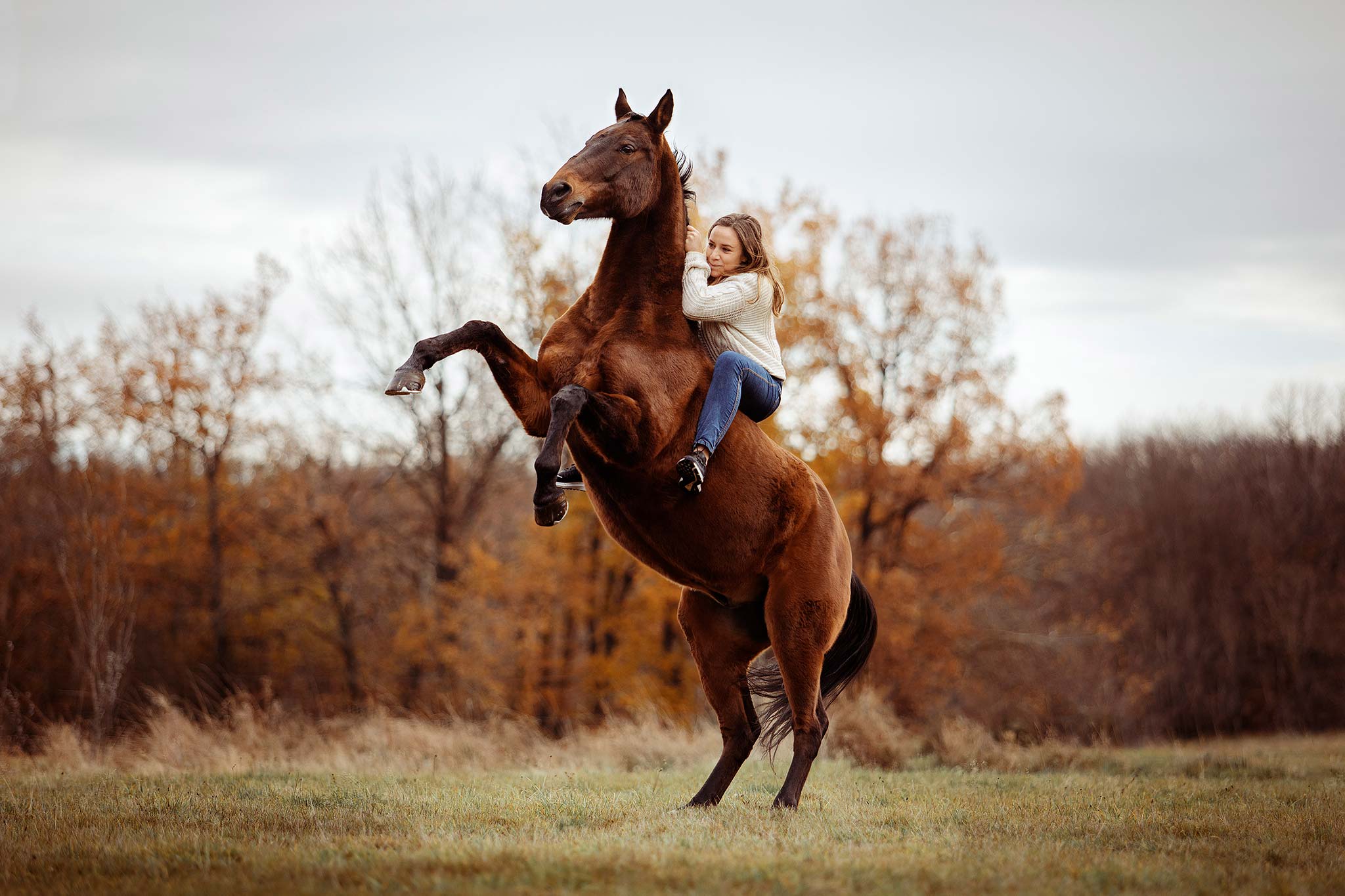 cheval cabré avec cavalière en liberté