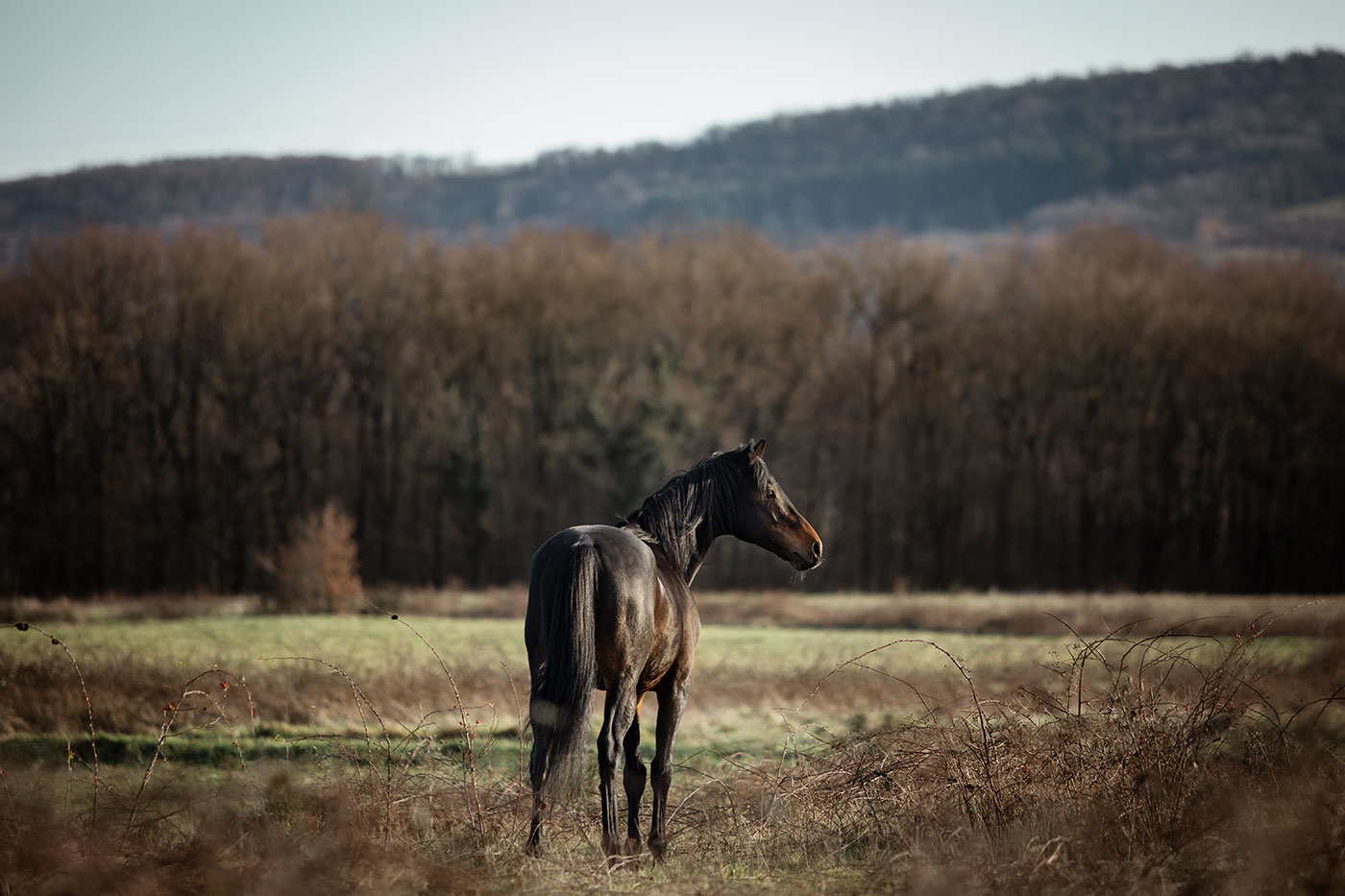 Etalon pur sang anglais dans la nature - Faustine Gauchet