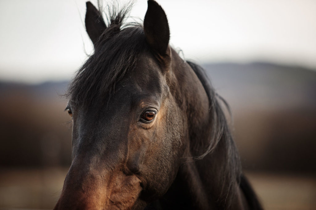 photographie oeil cheval