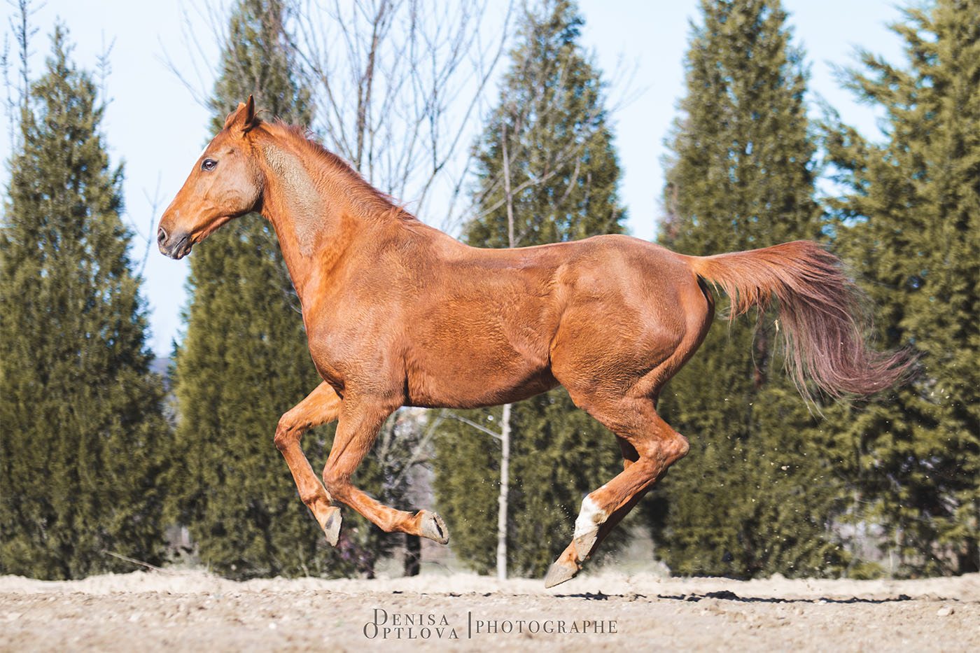 Cheval alezan au galop - Denisa Optlova