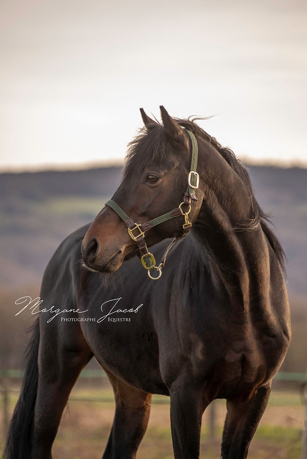 Portrait d'un cheval en fin de journée - Morgane Jacob